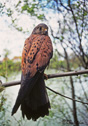 Falco Tinnunculus
